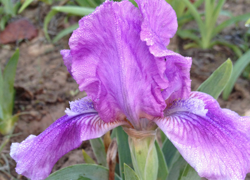 紫花鳶尾